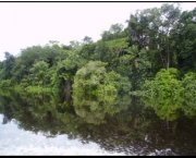 floresta-tropical-pluvial-13