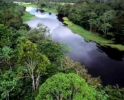 floresta-tropical-pluvial-4