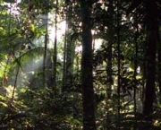 floresta-tropical-10
