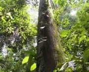floresta-tropical-4