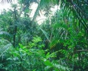 floresta-tropical-5