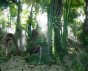 floresta-tropical-6