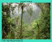 floresta-tropical-7