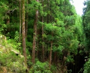 florestas-da-peninsula-iberica-15