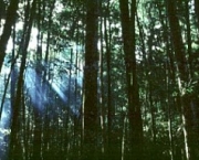 florestas-8