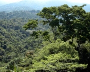 florestas-mais-ameacadas-do-mundo-4