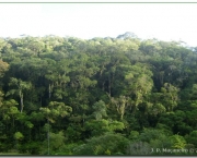 Florestas Ombrofilas Abertas (7).jpg