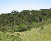 Florestas Ombrofilas Abertas (15).jpg