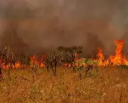 florestas-prejudicadas-por-queimadas-11