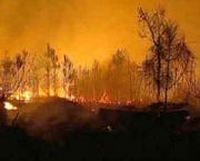 florestas-prejudicadas-por-queimadas-14