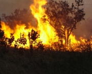 florestas-prejudicadas-por-queimadas-6