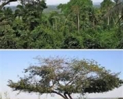 florestas-tropicais-e-equatoriais-assistencia-norueguesa-e-bioma-mundial-4