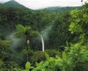 florestas-tropicais-e-equatoriais-assistencia-norueguesa-e-bioma-mundial-6