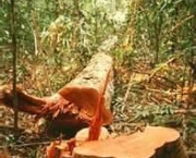 florestas-tropicais-e-equatoriais-assistencia-norueguesa-e-bioma-mundial-7
