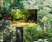 florestas-tropicais-e-equatoriais-assistencia-norueguesa-e-bioma-mundial-8