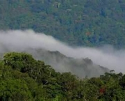 florestas-tropicais-e-equatoriais-assistencia-norueguesa-e-bioma-mundial-9