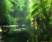 florestas-tropicais-e-equatoriais-assistencia-norueguesa-e-bioma-mundial-16