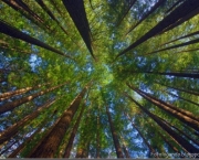 Futuro das Florestas do Mundo (5).jpg