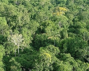 Futuro das Florestas do Mundo (6).jpg