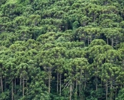Futuro das Florestas do Mundo (7).jpg