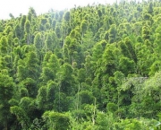 Futuro das Florestas do Mundo (11).jpg