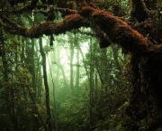 Futuro das Florestas do Mundo (14).jpg