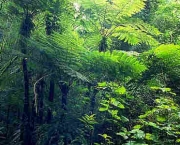 Futuro das Florestas do Mundo (18).jpg