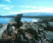 galapagos-ilha-maravilhosa-9