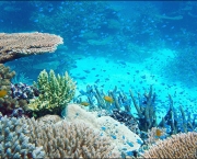 grande-barreira-de-corais-na-australia-2