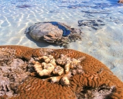 grande-barreira-de-corais-na-australia-3