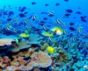 grande-barreira-de-corais-na-australia-4