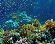 grande-barreira-de-corais-na-australia-5