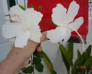 hibisco-branco-dobrado-13