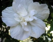 hibisco-branco-dobrado-5