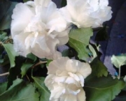 hibisco-branco-dobrado-6