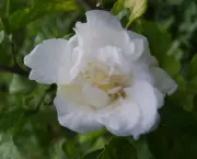 hibisco-branco-dobrado-7