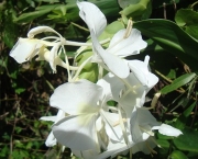 hibisco-branco-dobrado-8