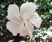 hibisco-branco-dobrado-9