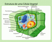histologia-animal-e-vegeta-caracteristicas-basicas-3
