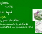 vacuolo-vegetal-e-celulas-vegetais-4