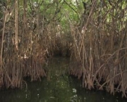 impactos-ambientais-dos-manguezais-10