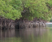 impactos-ambientais-dos-manguezais-12