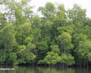 impactos-ambientais-dos-manguezais-13