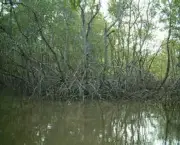 impactos-ambientais-dos-manguezais-14