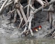 impactos-ambientais-dos-manguezais-15