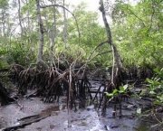 impactos-ambientais-dos-manguezais-16