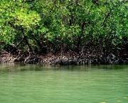 impactos-ambientais-dos-manguezais-4