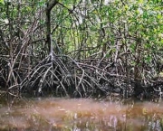 impactos-ambientais-dos-manguezais-5