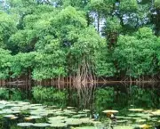 impactos-ambientais-dos-manguezais-7