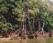 impactos-ambientais-dos-manguezais-9